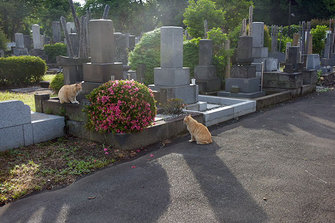 街のねこたち