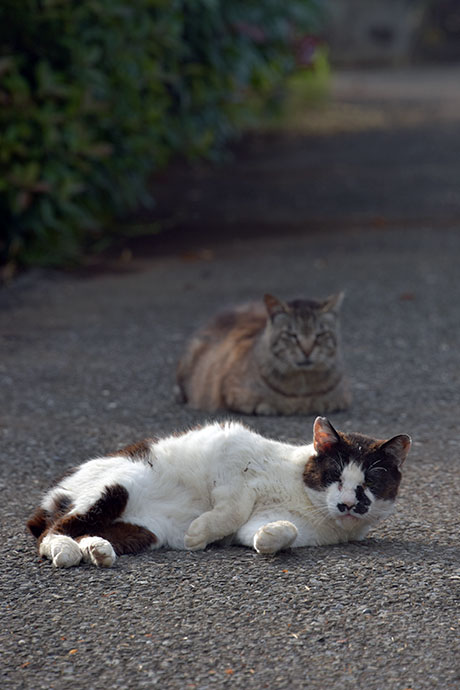 街のねこたち