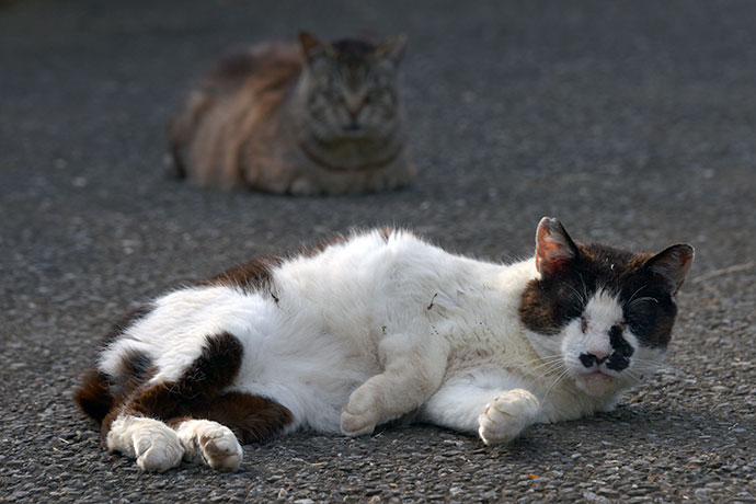 街のねこたち