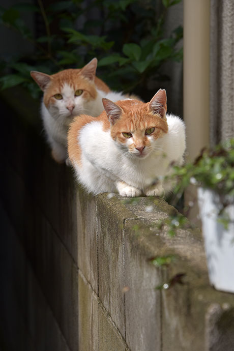 街のねこたち