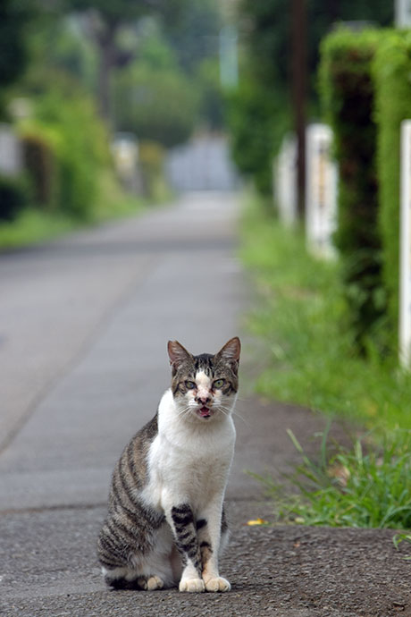 街のねこたち