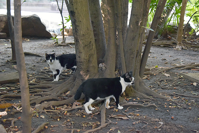 街のねこたち