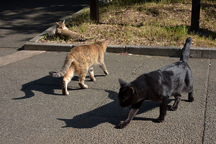 街のねこたち