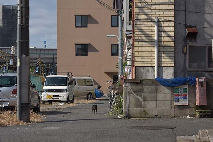 街のねこたち