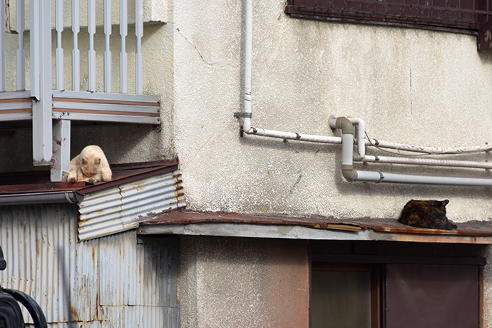 街のねこたち