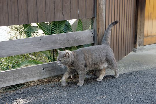 ねこ