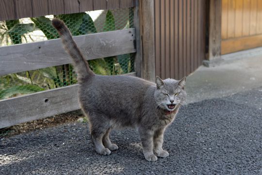 ねこ