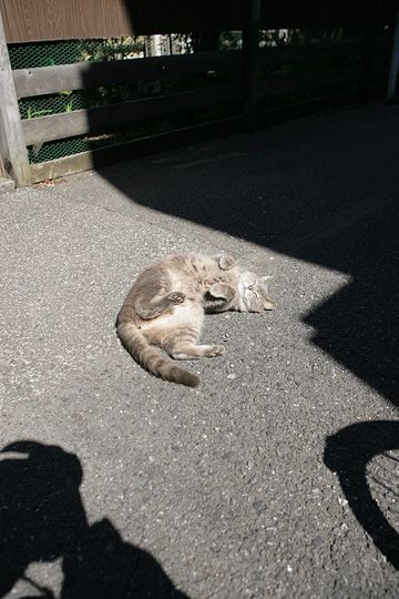 ねこ