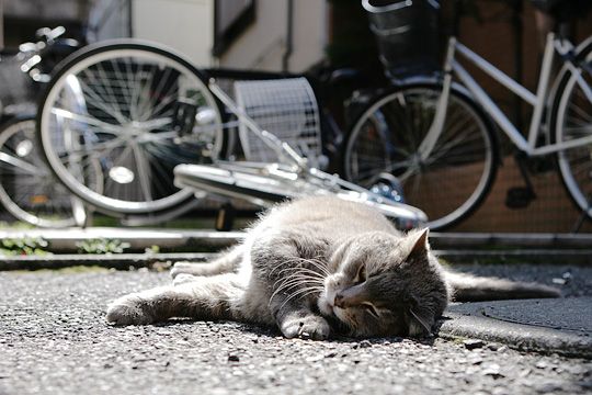 ねこ