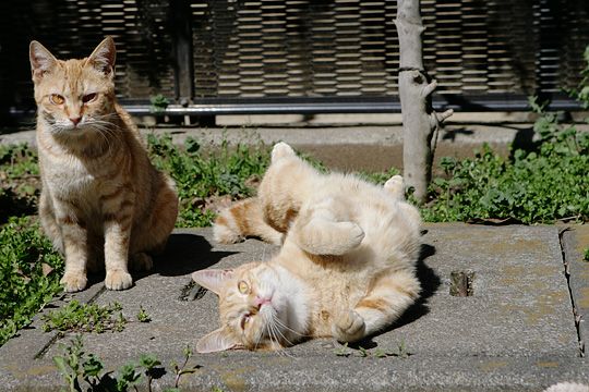 ねこ