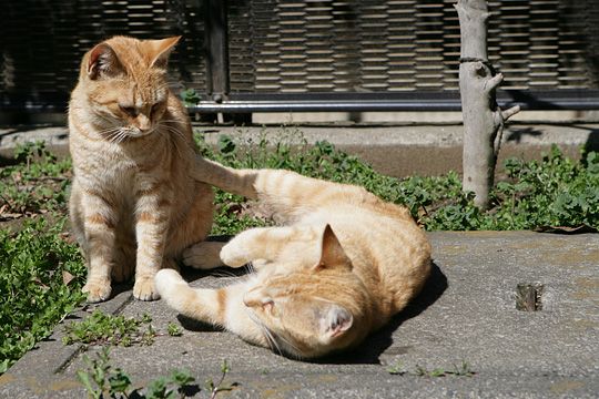 ねこ