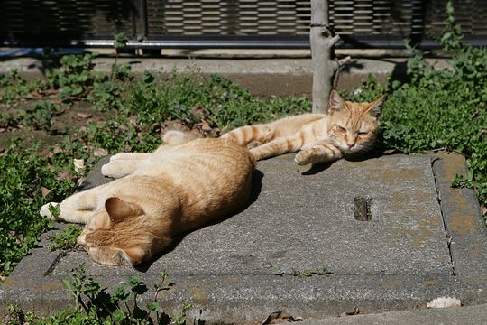 ねこ