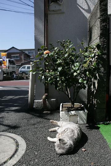 ねこ