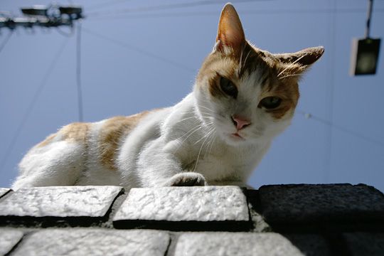 ねこ