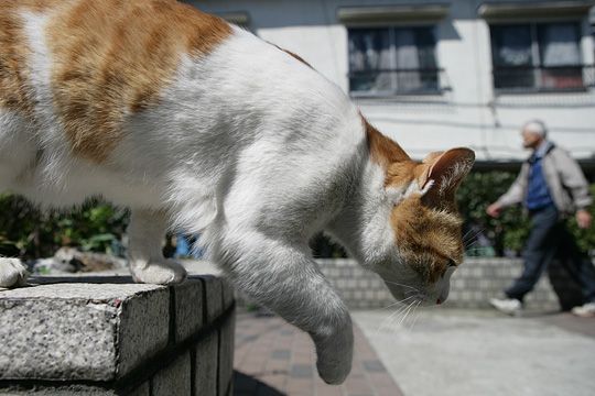 ねこ