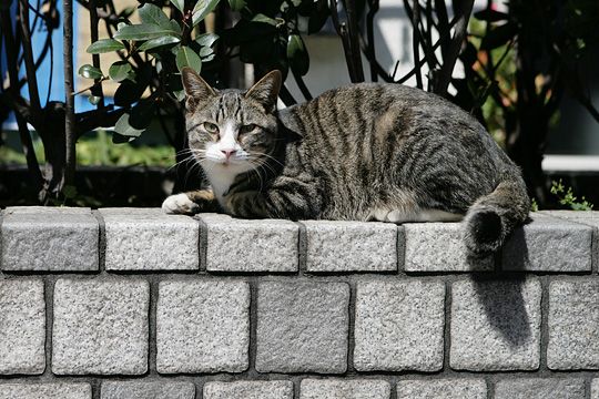 ねこ