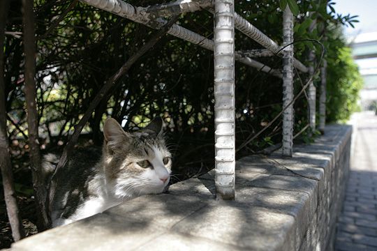 ねこ