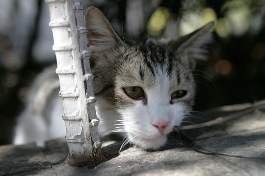 ねこ