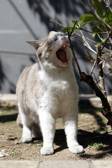 ねこ