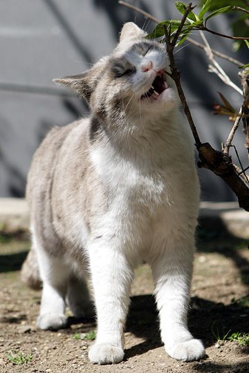 ねこ