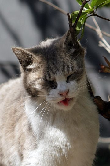 ねこ