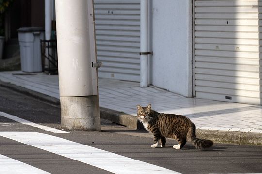 ねこ