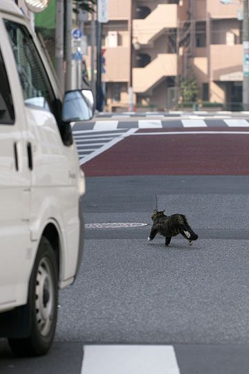 ねこ