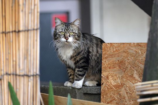 ねこ