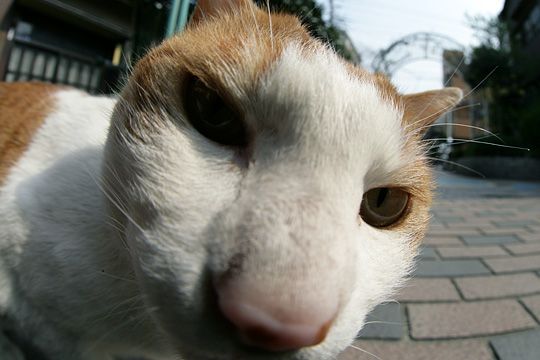 ねこ