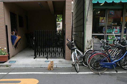 ねこ