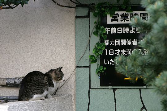 ねこ