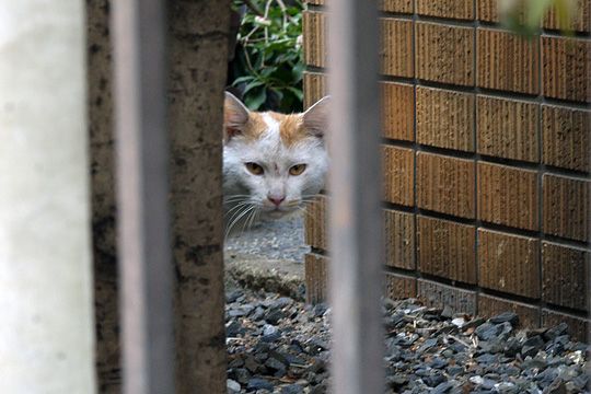 ねこ