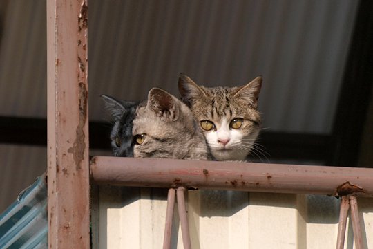 街のねこたち