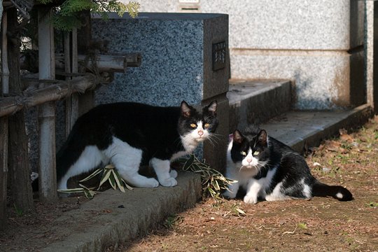 街のねこたち