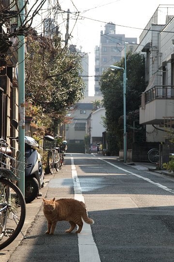 街のねこたち