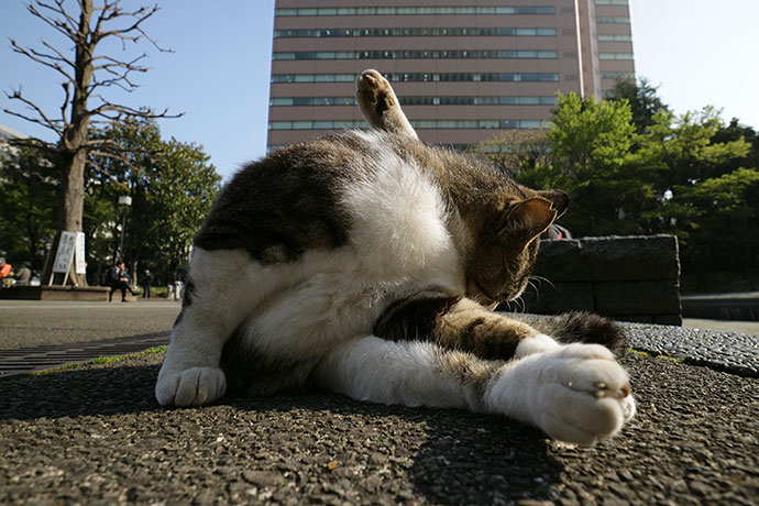 街のねこたち