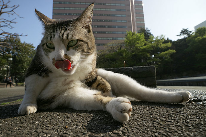 街のねこたち