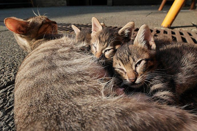 街のねこたち