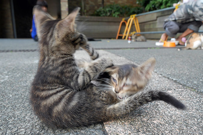 街のねこたち