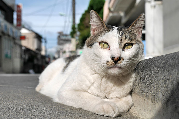 街のねこたち