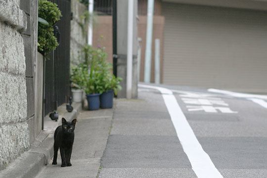 ねこ