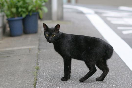 ねこ