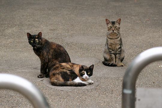 ねこ