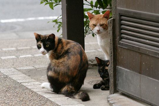 ねこ