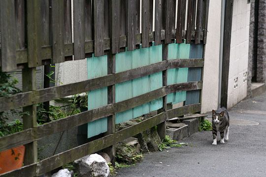 ねこ