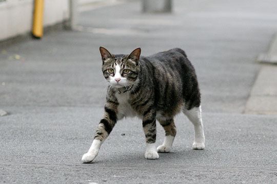 ねこ