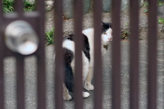 ねこ