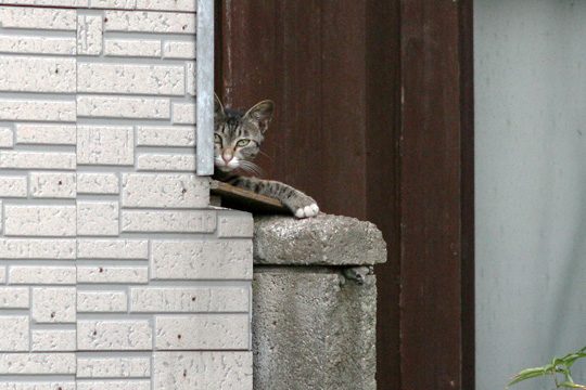 ねこ