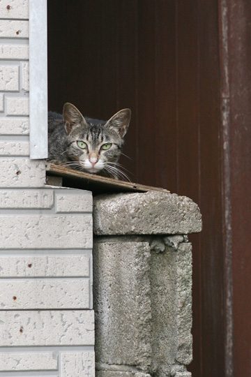 ねこ