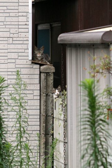 ねこ